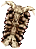 Skull Shield
